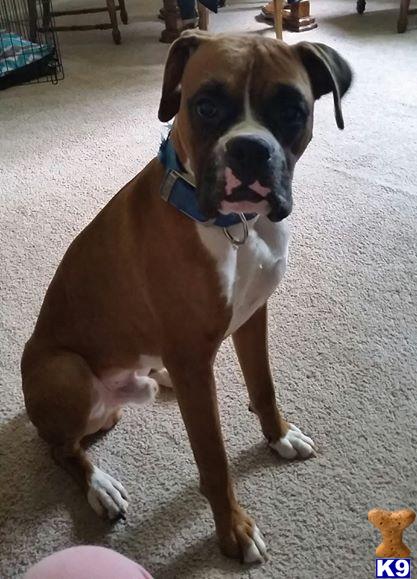 Boxer stud dog