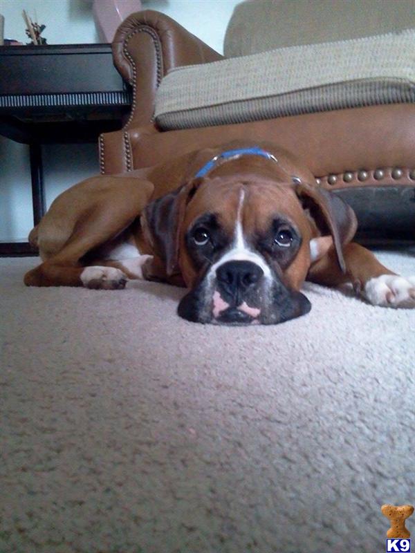 Boxer stud dog