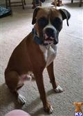 Boxer stud dog: Brindle Boxer sitting on carpet with a blue collar