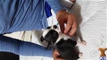 chihuahua puppy posted by leofitness1992