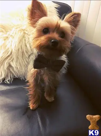 Yorkshire Terrier stud dog