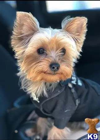 Yorkshire Terrier stud dog