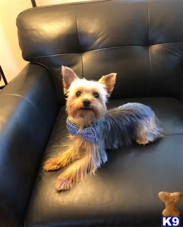 Yorkshire Terrier stud dog