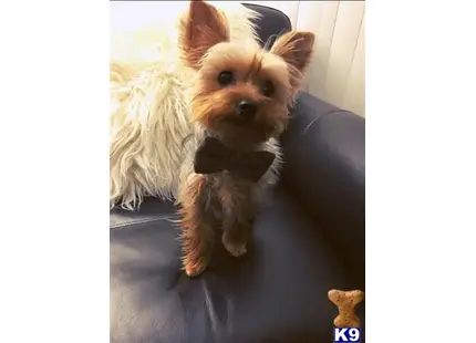 Yorkshire Terrier