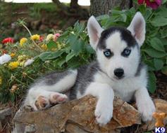 Siberian Husky