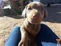doberman pinscher puppy posted by leosilva