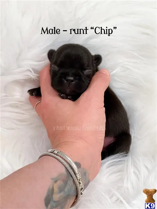 French Bulldog puppy for sale