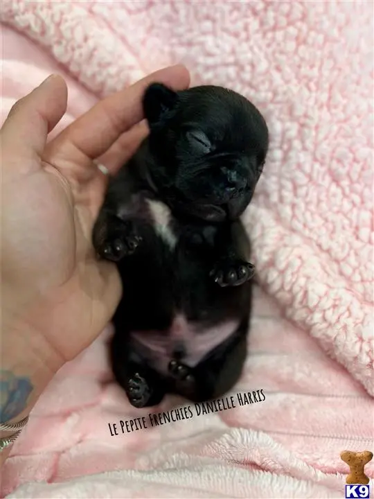 French Bulldog puppy for sale