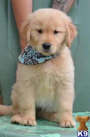 Golden Retriever puppy for sale