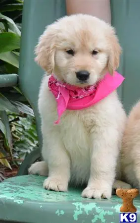 Golden Retriever