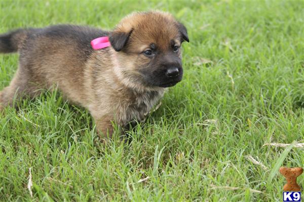 German Shepherd Puppy for Sale: German Shepherd Puppies for sale 10