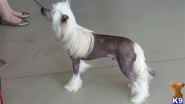 Chinese Crested