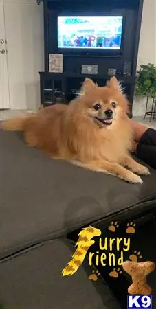 Pomeranian