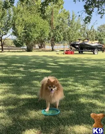 Pomeranian stud dog