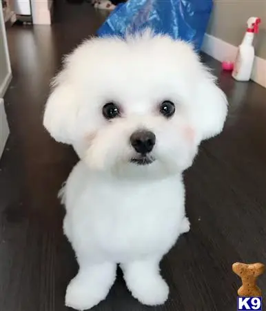 Maltese stud dog