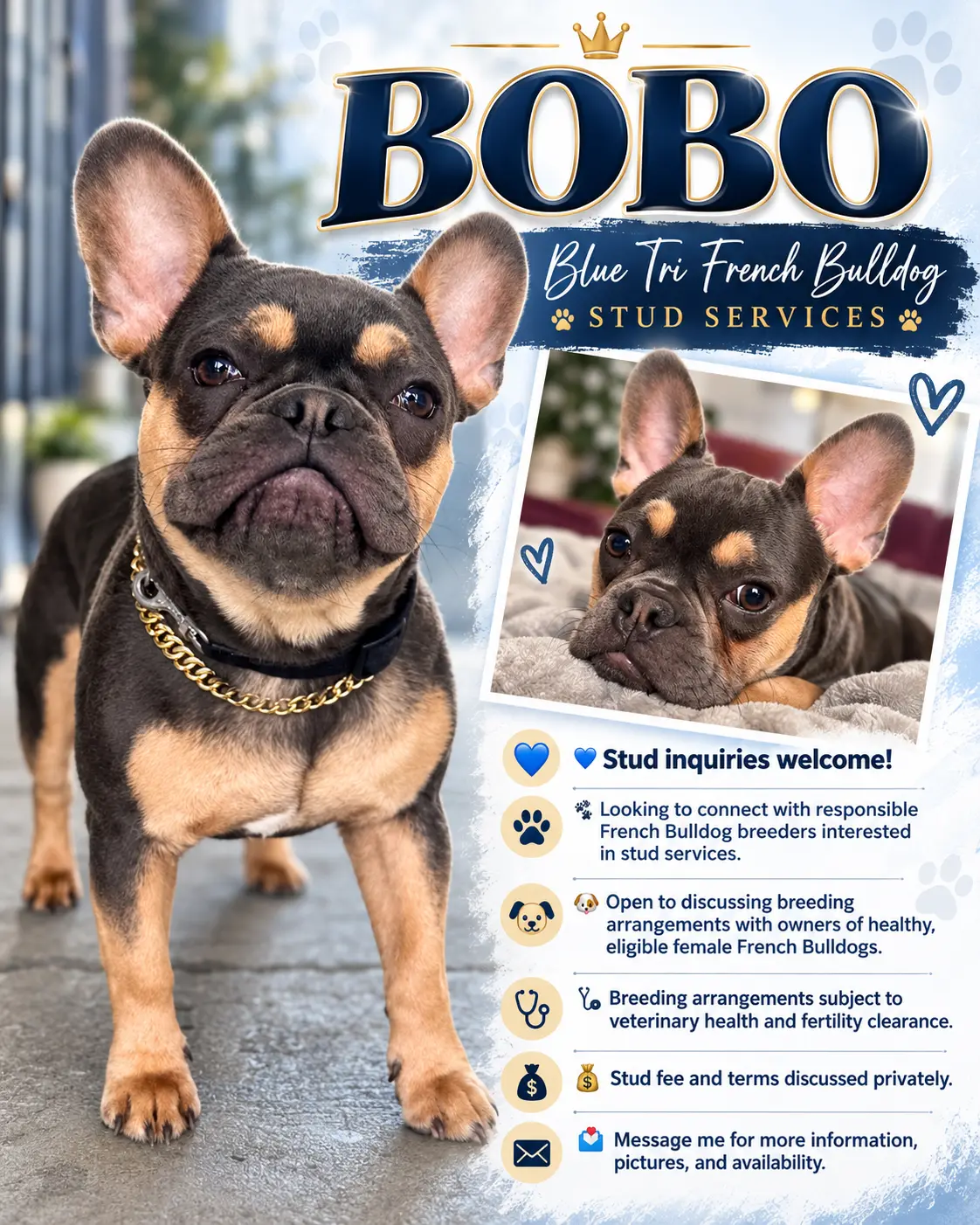 French Bulldog stud dog: Blue tri French Bulldog with a shiny coat and confident pose