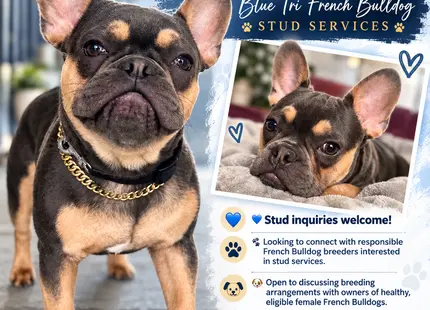 French Bulldog stud dog: Blue tri French Bulldog with a shiny coat and confident pose
