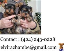 yorkshire terrier puppy posted by leticia7212