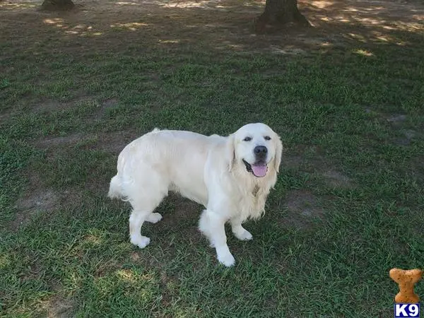 Golden Retriever stud dog