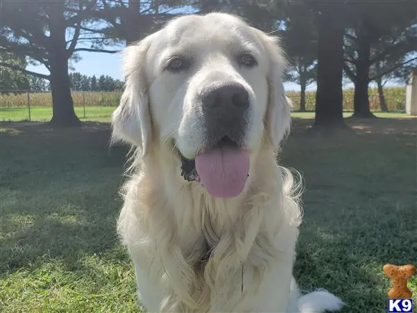 Golden Retriever stud dog