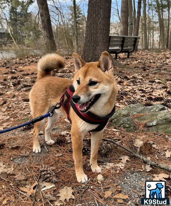 two shiba inu dogs on leashes