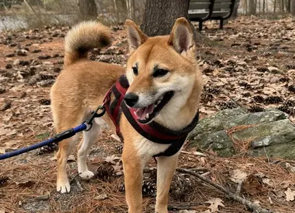 Shiba Inu stud dog: two shiba inu dogs on leashes