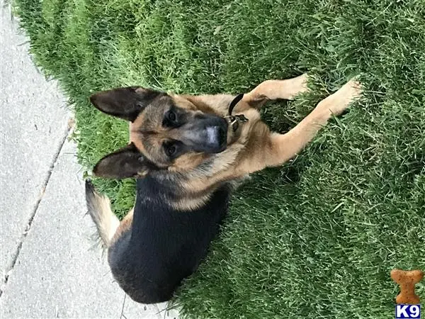 German Shepherd stud dog