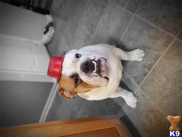 English Bulldog stud dog