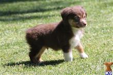 miniature australian shepherd puppy posted by levijones424