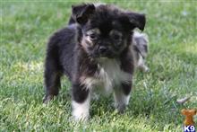 miniature australian shepherd puppy posted by levijones424