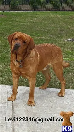 Labrador Retriever stud dog