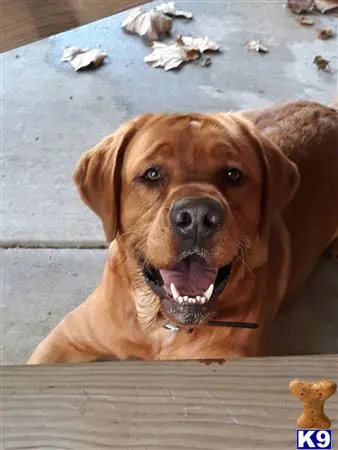 Labrador Retriever stud dog