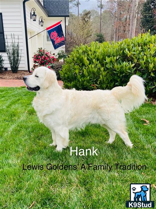 a white golden retriever dog standing on grass