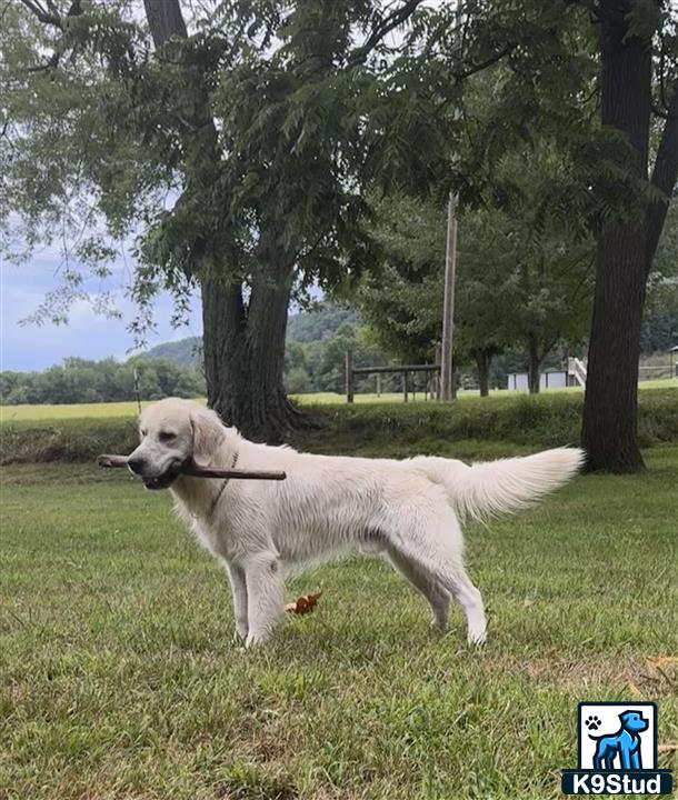 a golden retriever dog standing in a grassy area