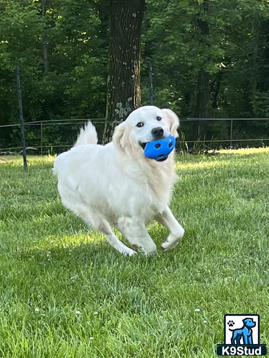 a golden retriever dog running with a ball in its mouth
