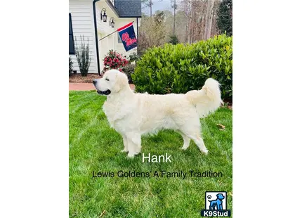 a white golden retriever dog standing on grass