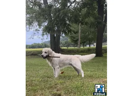 a golden retriever dog standing in a grassy area