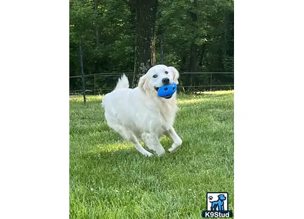 a golden retriever dog running with a ball in its mouth