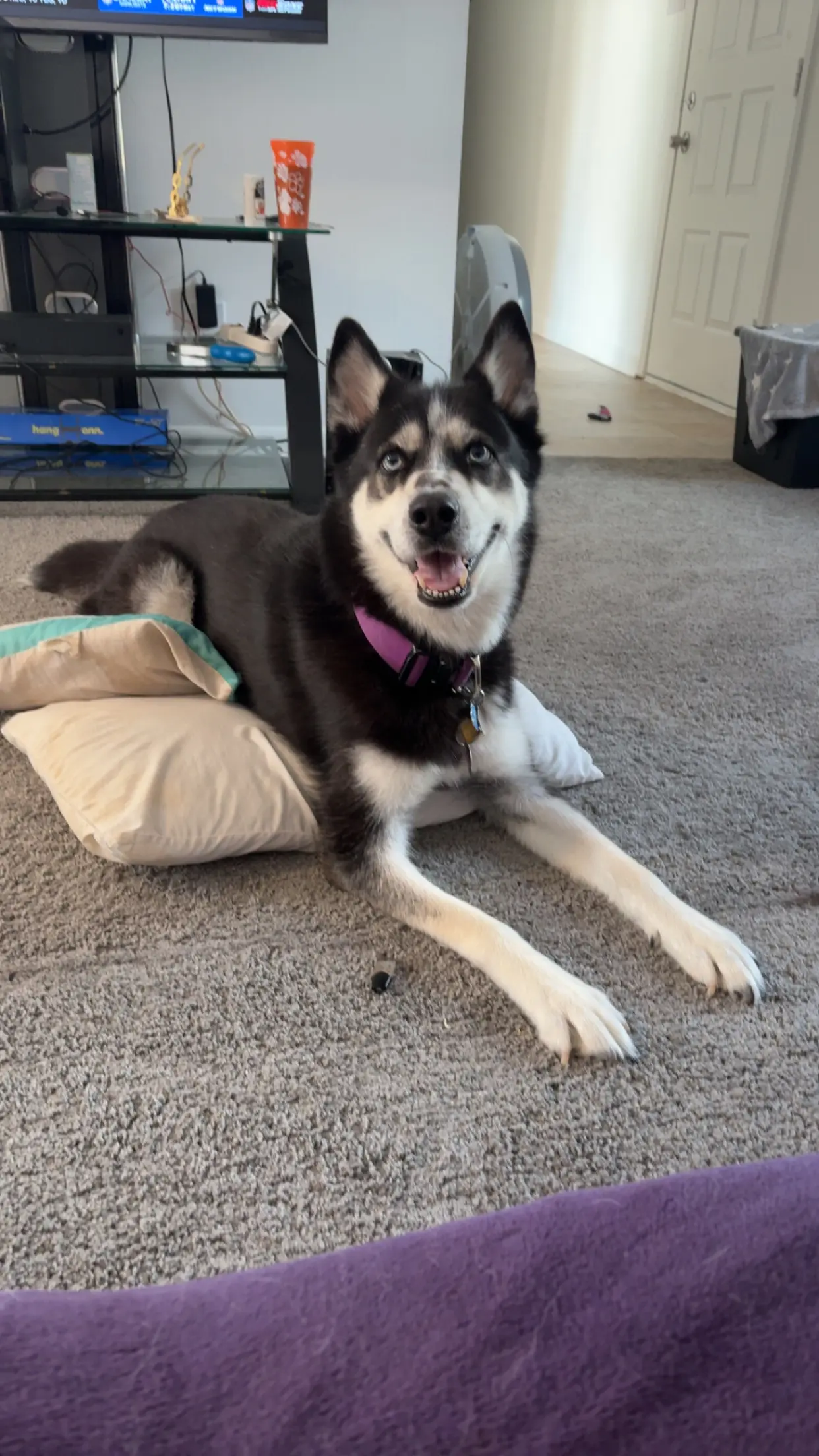 Siberian Husky female dog: Black and white Siberian Husky lying on a pillow indoors