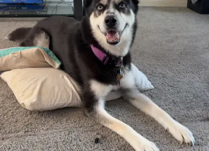 Siberian Husky female dog: Black and white Siberian Husky lying on a pillow indoors