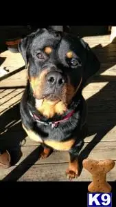 Rottweiler