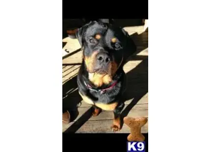 Rottweiler