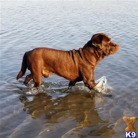 Labrador Retriever stud dog