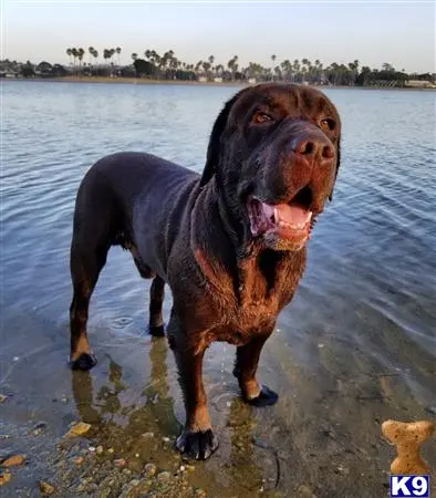 Labrador Retriever stud dog