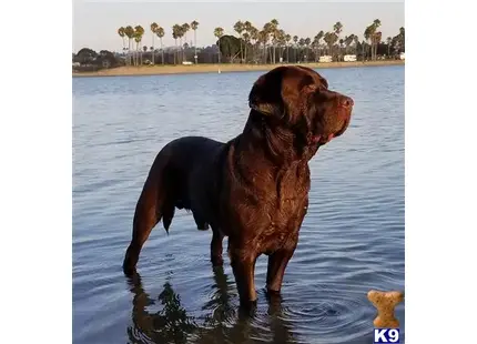 a labrador retriever dog standing in water