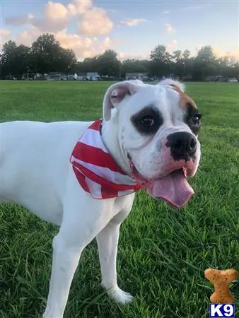 Boxer stud dog