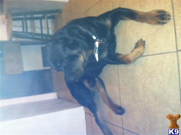 Rottweiler stud dog: Black and tan Rottweiler lying on tiled floor indoors