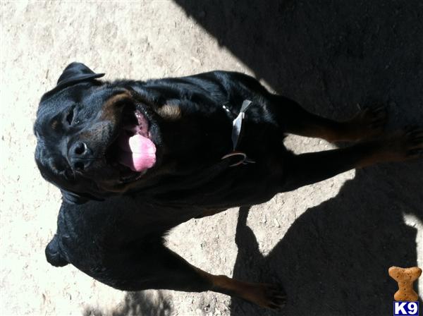 Rottweiler stud dog: Smiling Rottweiler with a shiny black and tan coat