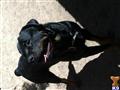Rottweiler stud dog: Black and tan Rottweiler standing on dirt, smiling