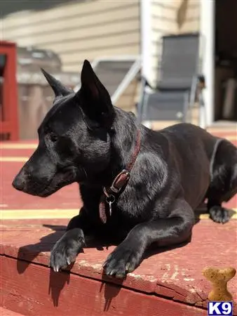 Belgian Malinois stud dog